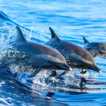 Walvissen en dolfijnen spotten
