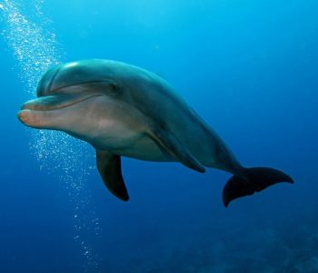 Dolfijn