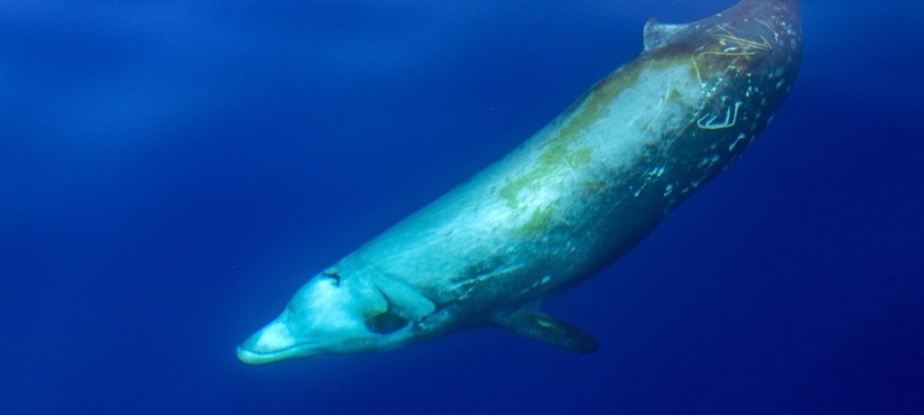 Cuvier dolfijn, Malediven - Shutterstock