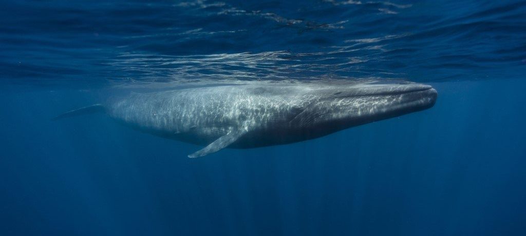 Blauwe vinvissen onderzoeksreis Malediven cruise