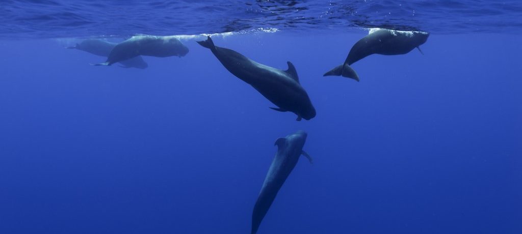 Grienden, walvis, Malediven - Shutterstock