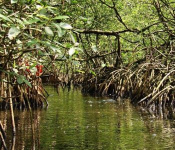 Mangrove Sao Tomé