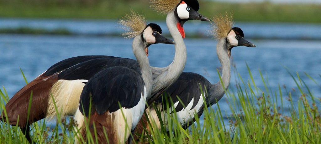 Mantana Lake Mburo Camp