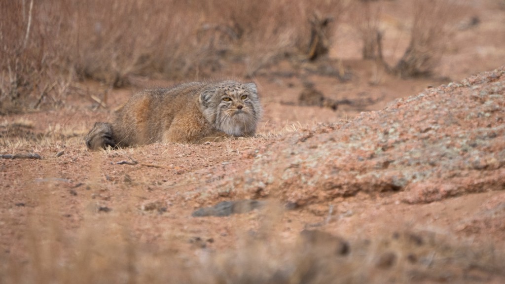 Mongolië sneeuwluipaarden en Pallas katten
