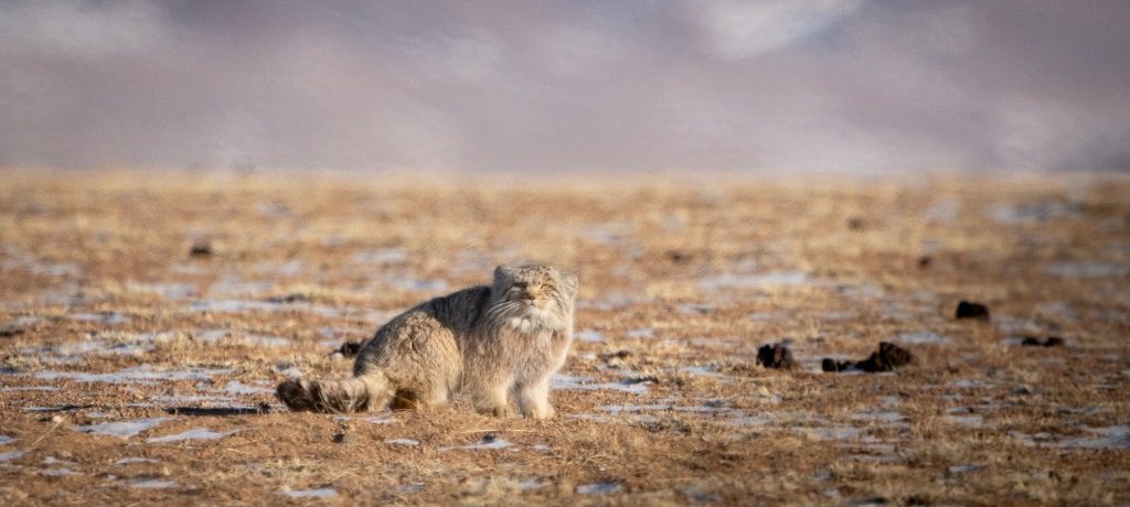 Pallas katten, Mongolië Pallas kat