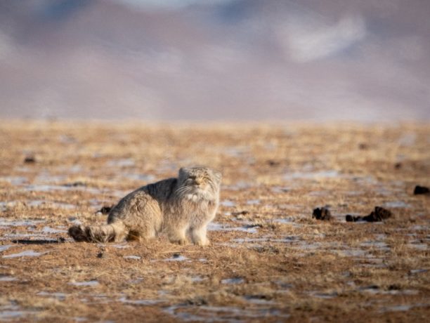 Pallas katten, Mongolië Pallas kat