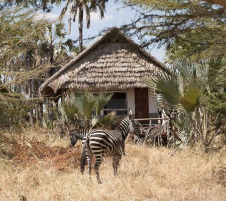 Zebra
