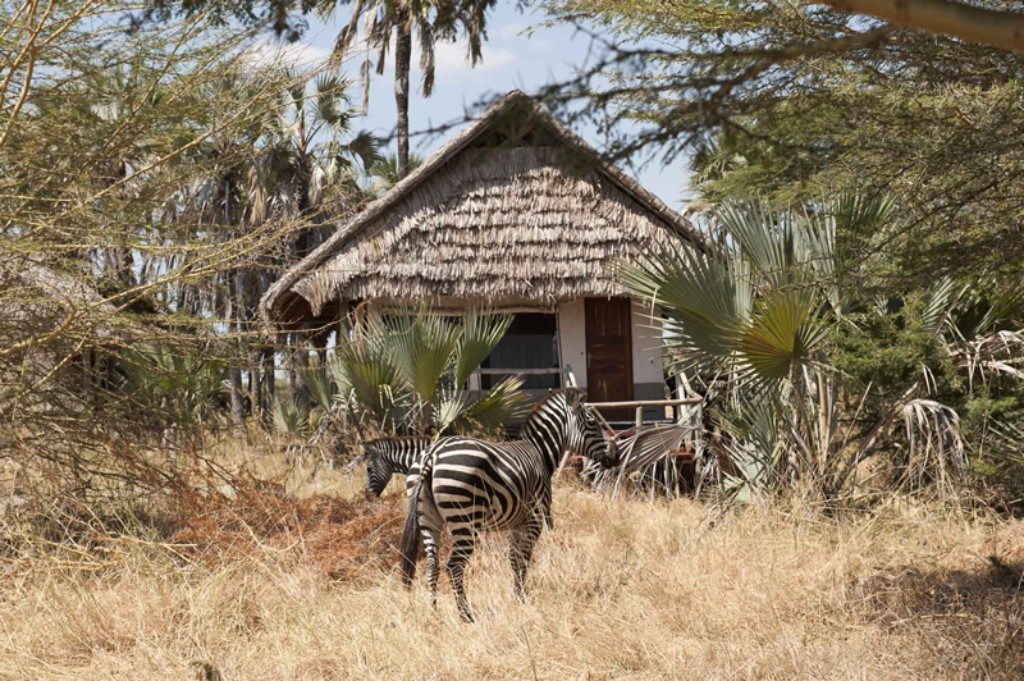 Zebra