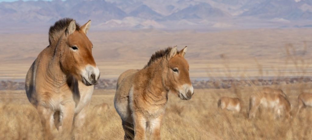 Paarden, Mongolië Takhi wilde paarden