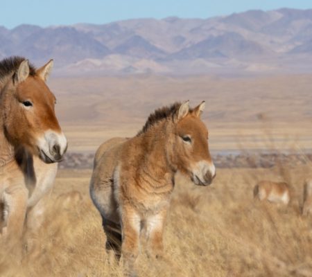 Takhi wilde paarden