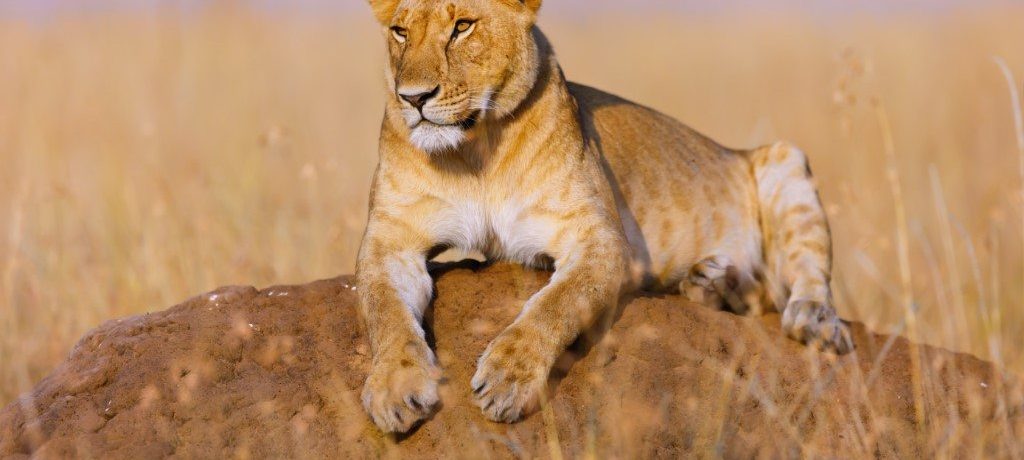 Masai Mara