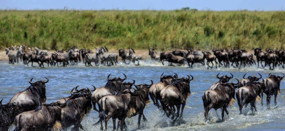 Masai Mara, Noord Tanzania, Beste tijd voor Kenia, Kenia safari en strandreis