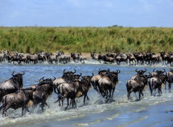 Masai Mara, Noord Tanzania, Beste tijd voor Kenia, Kenia safari en strandreis