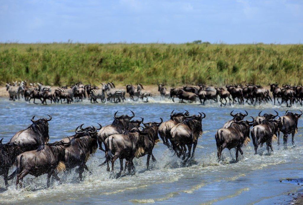 Masai Mara, Noord Tanzania, Beste tijd voor Kenia