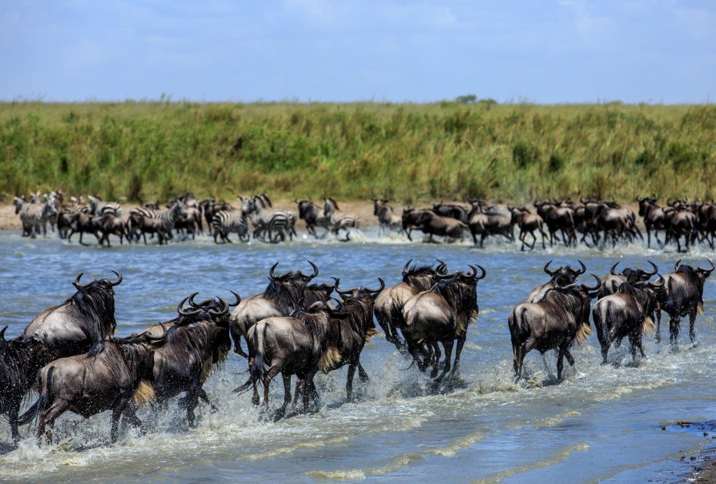 Masai Mara, Noord Tanzania, Beste tijd voor Kenia, Kenia safari en strandreis