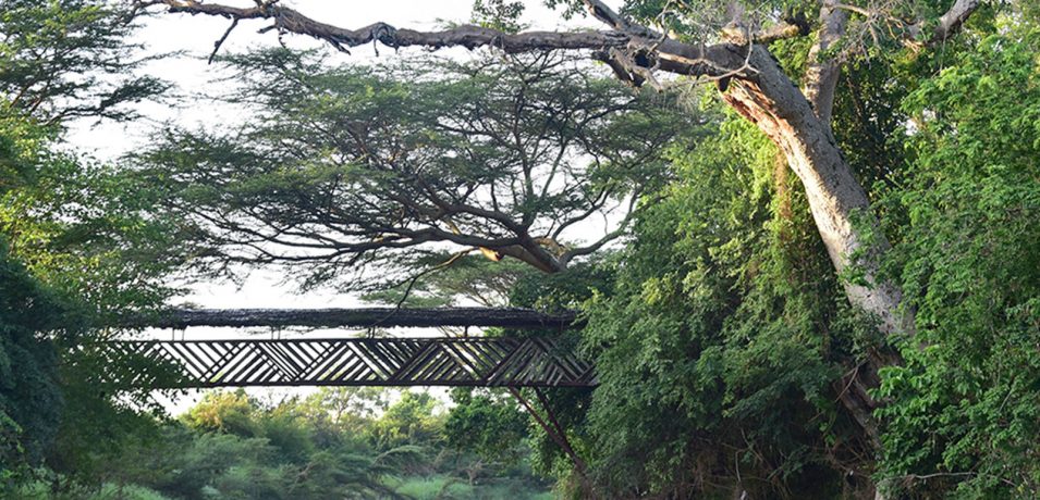 Masai Mara Fig Tree Camp