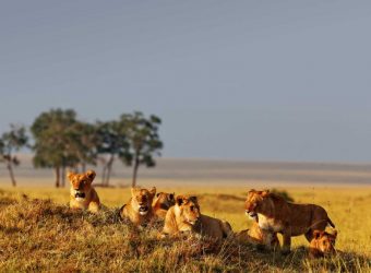 Game drive