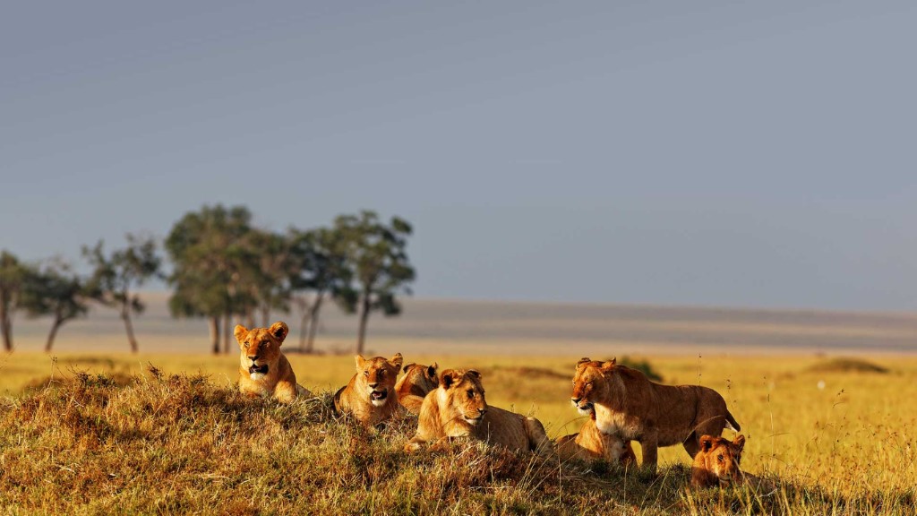 Game drive