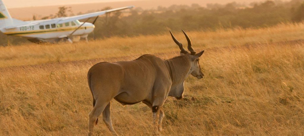 Masai Mara, Fly in, Kenia