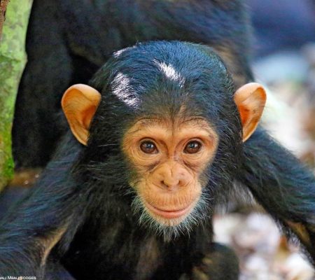 Chimpansee, Tanzania