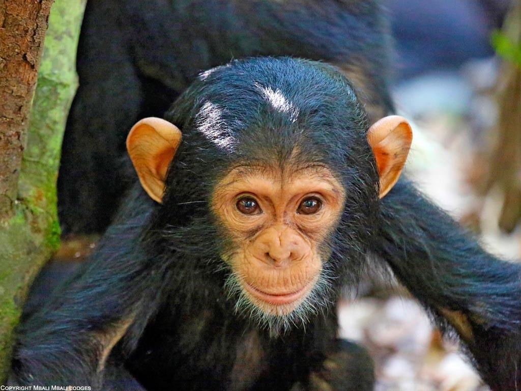 Chimpansee, Tanzania