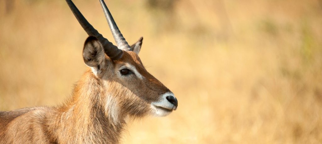 Antilope, Lake Mburo, Oeganda - Shutterstock