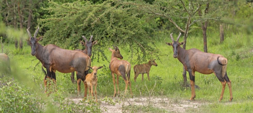 Hartebeest,  Lake Mburo, Oeganda - Shutterstock