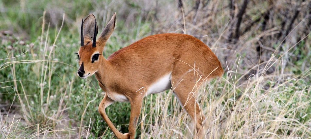 Duiker, Lake Mubro, Oeganda, Afrika - Shutterstock