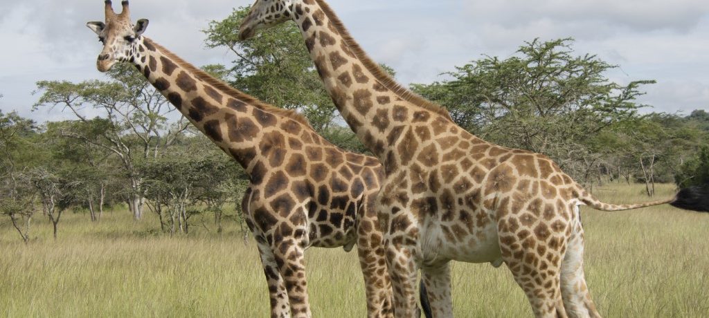 Giraf, Lake Mburo, oeganda - Shutterstock