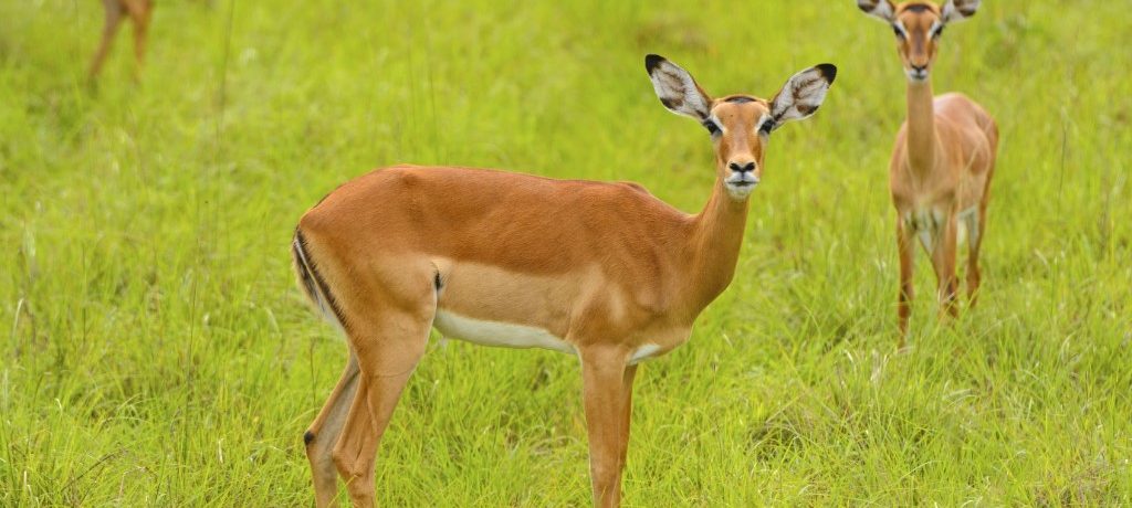 Impala, Lake Mburo, Oeganda, Afrika - Shutterstock