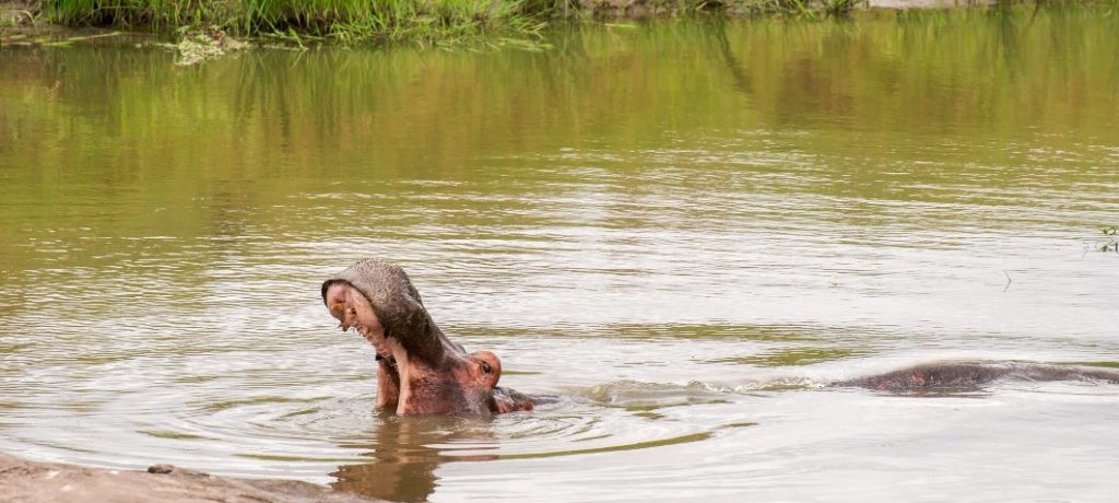 Nijlpaard, Lake Mburo, Oeganda - Shutterstock