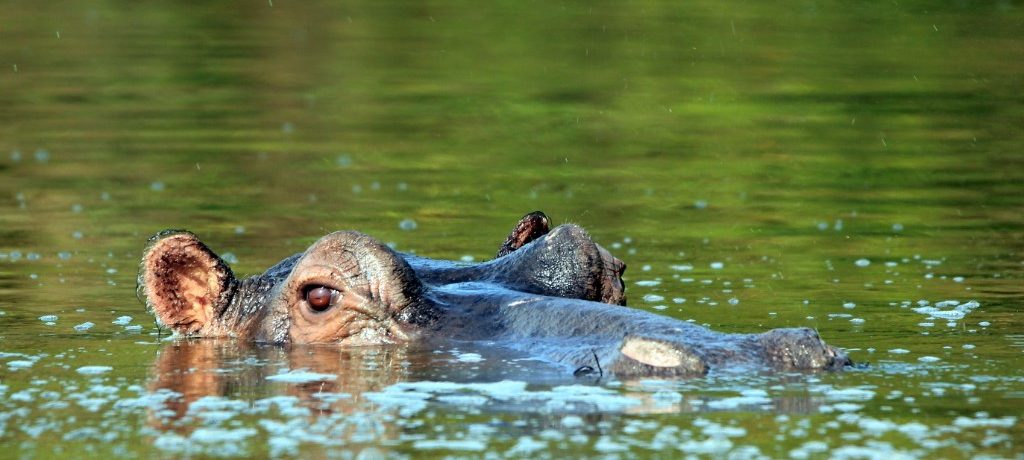 Nijlpaard, Lake Mburo, Oeganda - Shutterstock