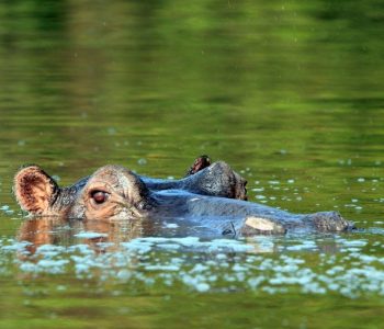 Nijlpaard, Lake Mburo, Oeganda - Shutterstock