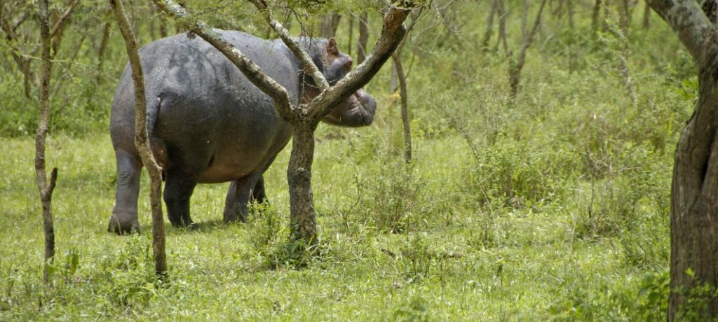 Nijlpaard, Lake Mburo, Oeganda - Shutterstock