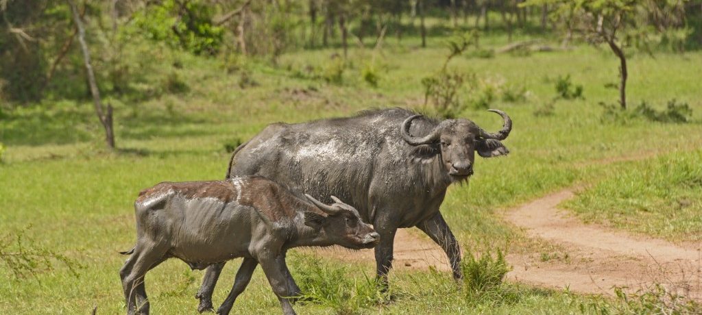 Waterbuffel, Lake Mburo, Oeganda - Shutterstock