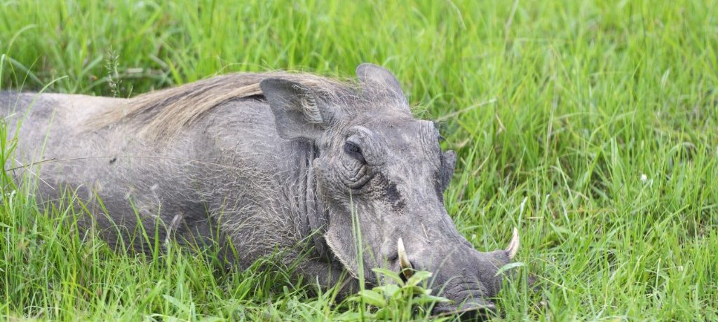 Wrattenzwijn, Lake Mburo, Oeganda - Shutterstock