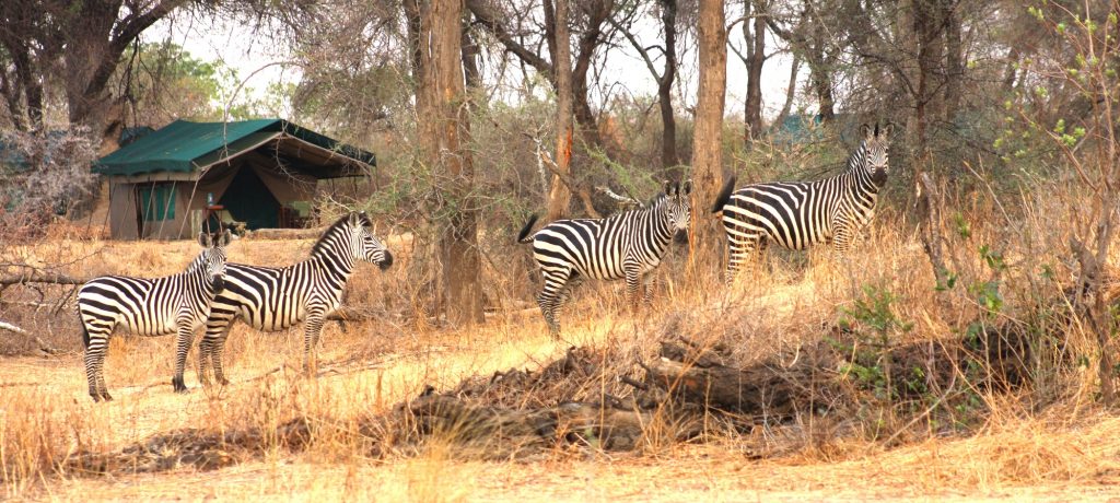 Mdonya Old River Camp, Rondreis zuid Tanzania