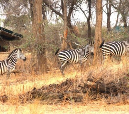 Mdonya Old River Camp, Rondreis zuid Tanzania