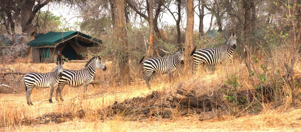 Mdonya Old River Camp, Rondreis zuid Tanzania