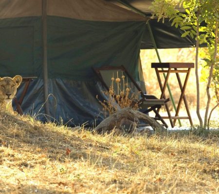 Mdonya Old River Camp, Rondreis Zuid Tanzania