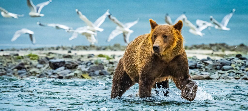Alaska Bear Camp, Lake Clarck, Alaska Alaska Bear Camp, Lake Clarck, Alaska