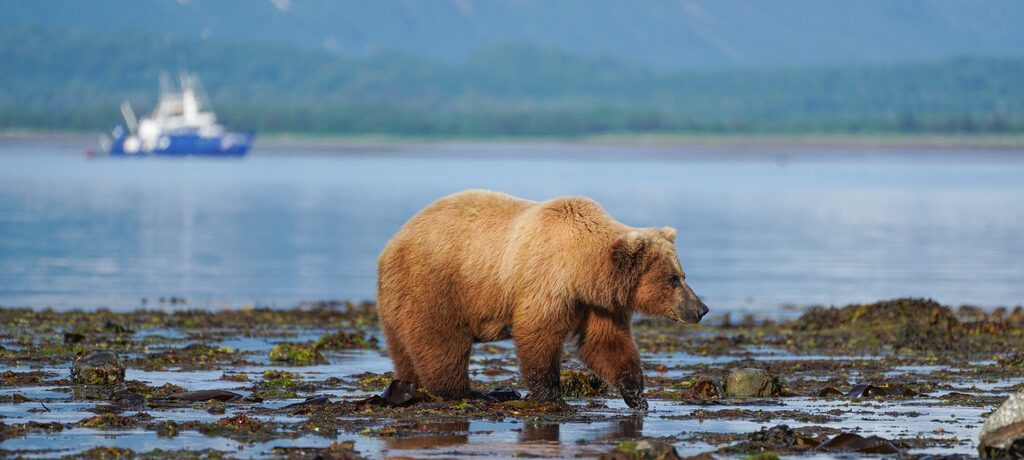 Ursus Kodiak Island naar Katmai, Canada Grizzly