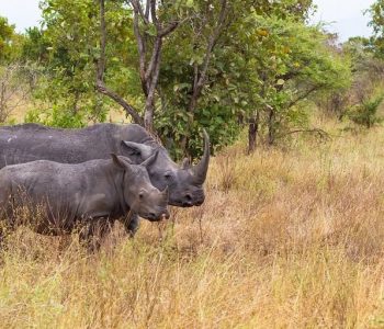Meru National Park, Fly in Big Five reis