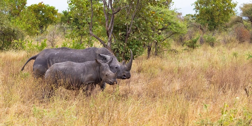 Meru National Park, Fly in Big Five reis