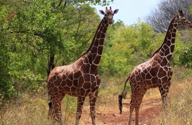 Meru National Park