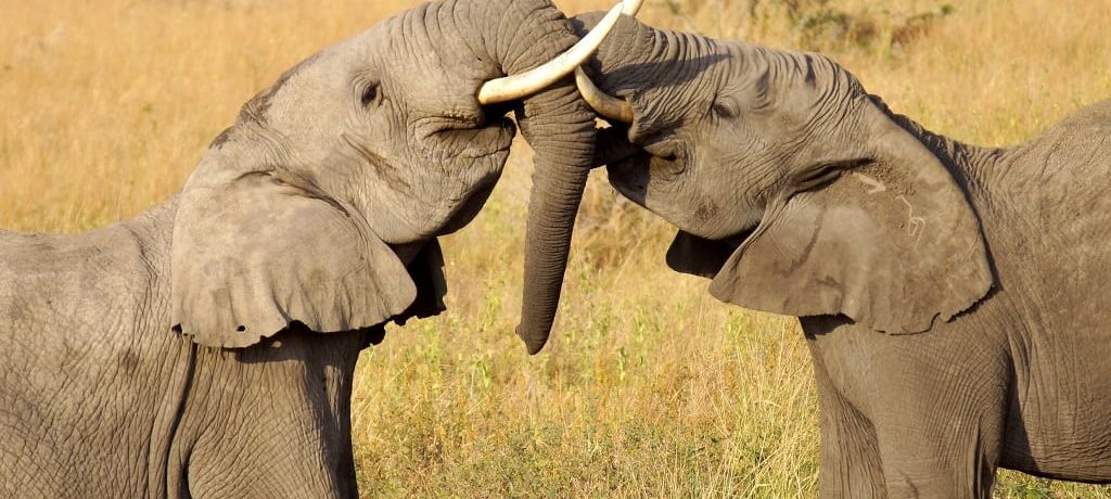 Meru National Park