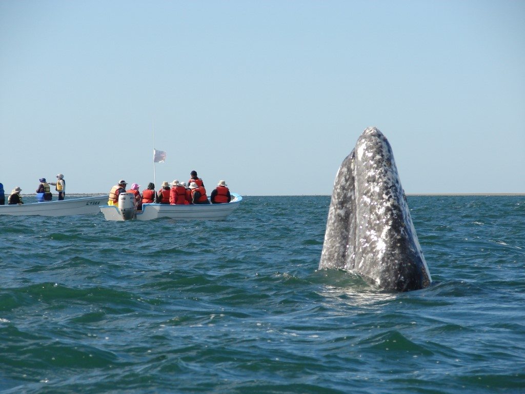 Grijze walvis spotten