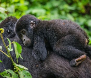 Mgahinga National Park