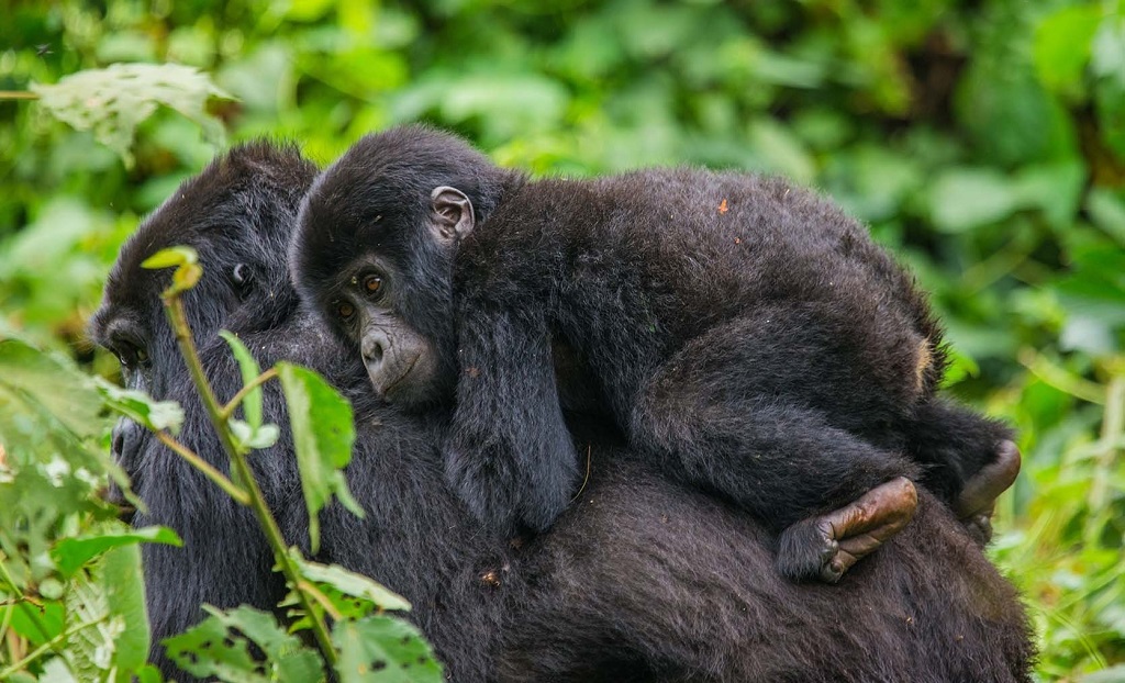 Mgahinga National Park