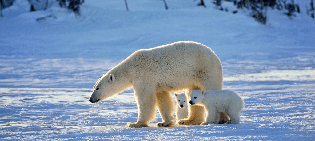 IJsberen moeders met pasgeboren jongen